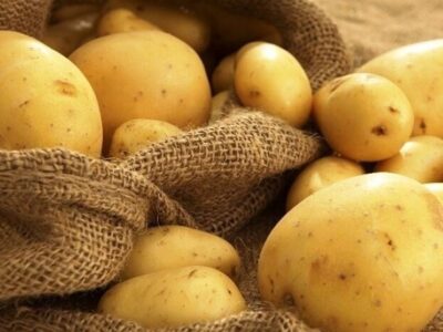 فروش سیب زمینی حواله‌ای شد