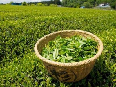 صادرات 15 میلیون دلار چای ایرانی از ابتدای امسال