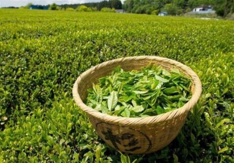 صادرات 15 میلیون دلار چای ایرانی از ابتدای امسال