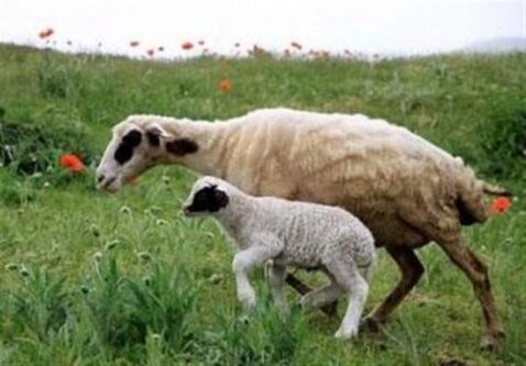 شناسایی و ثبت 27 نژاد گوسفند بومی در کشور