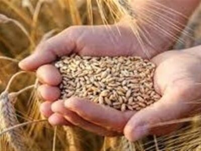دستورالعمل خرید تضمینی گندم1404 ابلاغ شد