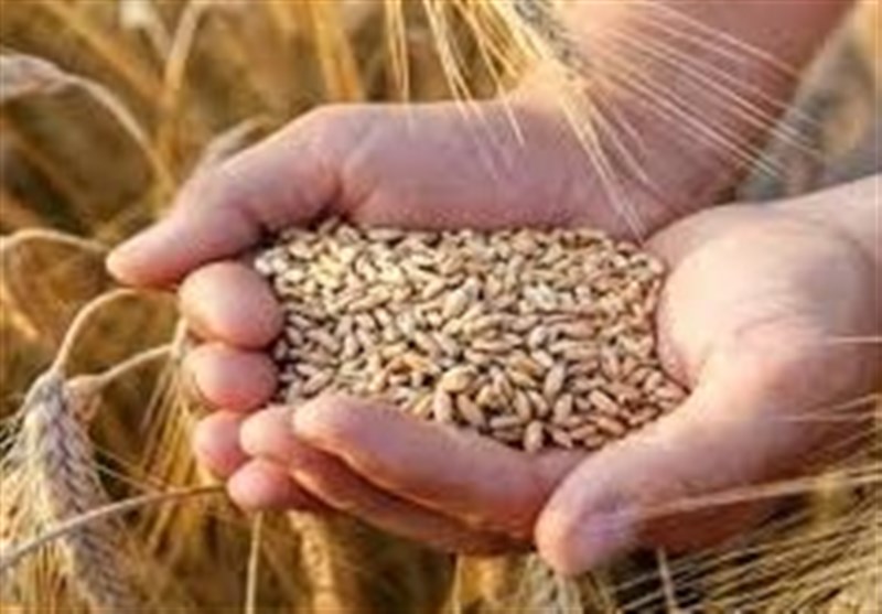 دستورالعمل خرید تضمینی گندم1404 ابلاغ شد