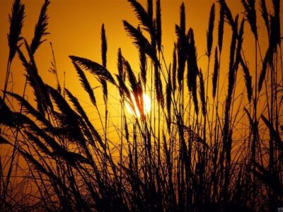 هشدار درباره شیوع زنگ زرد گندم در 2 استان‌ کشور