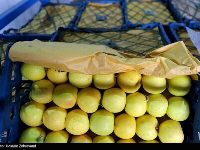 ذخیره 20 هزارتن سیب و پرتقال برای تنظیم بازار میوه شب عید