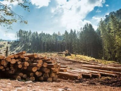 حفاظت از جنگل‌های زاگرس دردستورکار مرکز وابسته به سازمان ملل