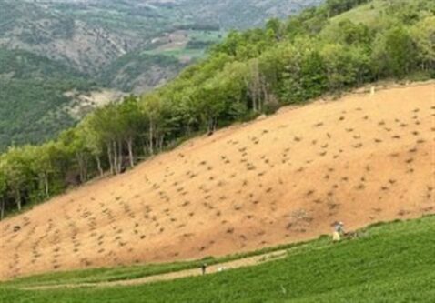 طرح نجات جنگل‌های زاگرس آغاز شد
