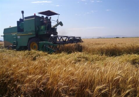 211 همت به گندمکاران پرداخت شد