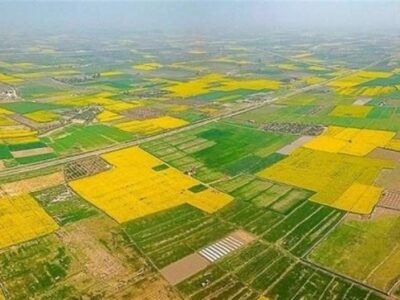 77 درصد اراضی کشاورزی حدنگاری شد