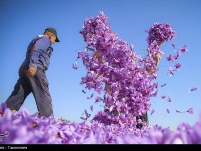 دانشنامه زعفران رونمایی شد