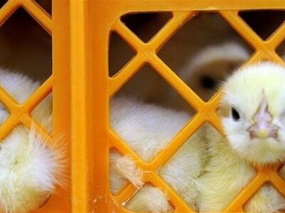 قیمت مصوب جوجه یک روزه ۲۸ هزار تومان شد