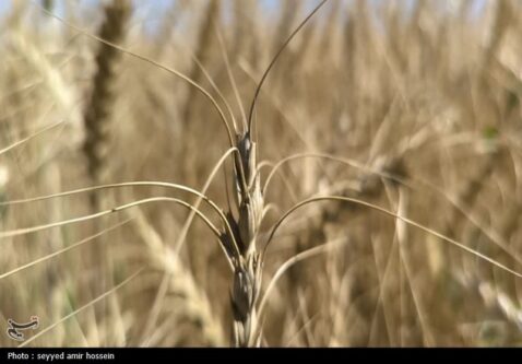 خرید تضمینی گندم از 1.5 میلیون تن گذشت