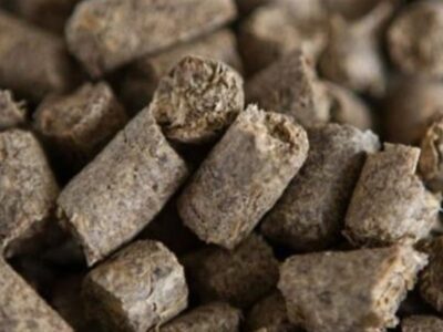 صادرات تفاله چغندر و نیشکر آزاد شد