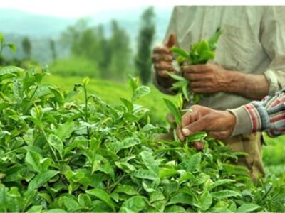 خوش‌بینی صادرکنندگان چای هند به بازار بزرگ ایران