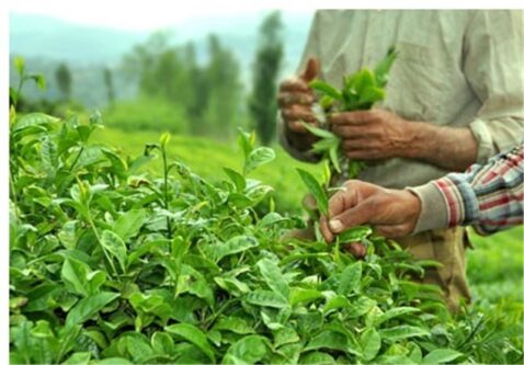 خوش‌بینی صادرکنندگان چای هند به بازار بزرگ ایران