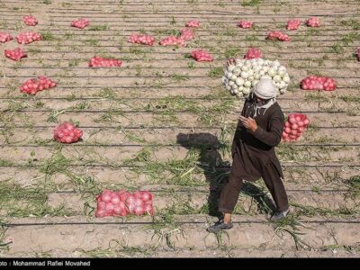 خرید توافقی پیاز از امروز آغاز می‌شود