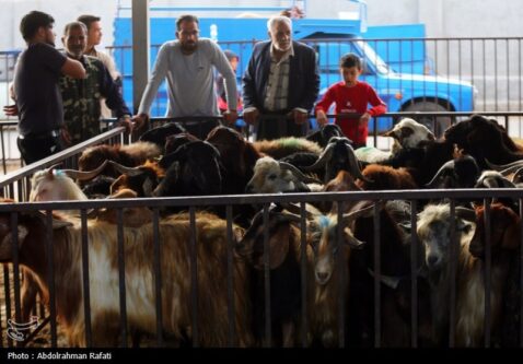 عرضه 13 هزار رأس دام در تهران برای عید قربان