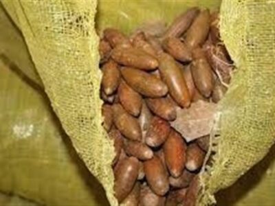 پخت نان با آرد بلوط؛ راهی برای کاهش نیاز کشور به واردات گندم