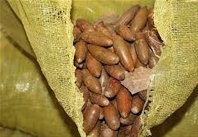 پخت نان با آرد بلوط؛ راهی برای کاهش نیاز کشور به واردات گندم