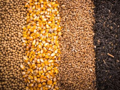 واردات نهاده ۲۰درصد ارزان‌تر، از ادعا تا واقعیت