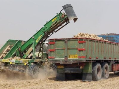پیش بینی تولید 8.5 میلیون تن چغندرقند در سال زراعی 1404