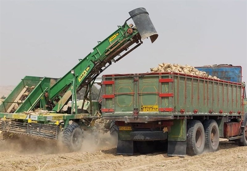 پیش بینی تولید 8.5 میلیون تن چغندرقند در سال زراعی 1404