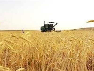 خرید تضمینی گندم از مرز 5.6 میلیون تن گذشت