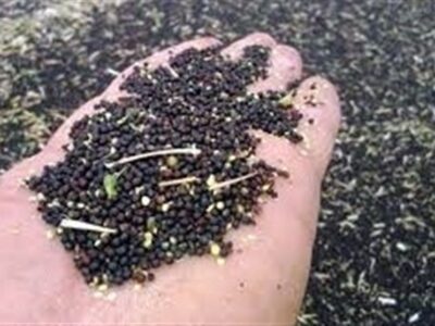 ایران در آستانه خودکفایی در تولید بذر