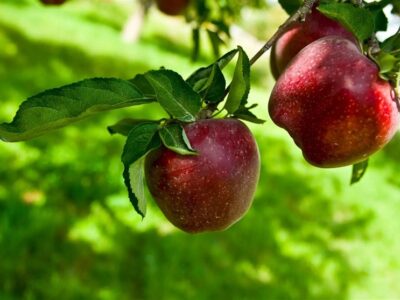 هسته‌ای در کشاورزی ــ 27