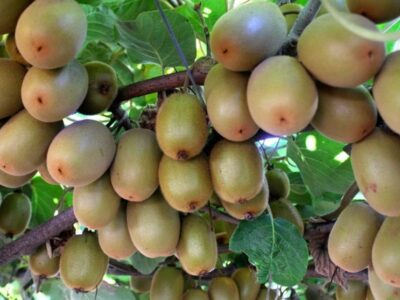 صادرات کیوی از ۷ مهر آزاد می‌شود