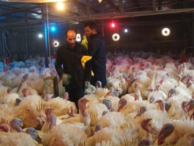 گوشت بوقلمون به طرح کالابرگ الکترونیکی اضافه شد