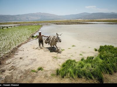 کشت دوم برنج در سایه بحران آب؛ سود مقطعی کشاورزان به قیمت نابودی منابع طبیعی