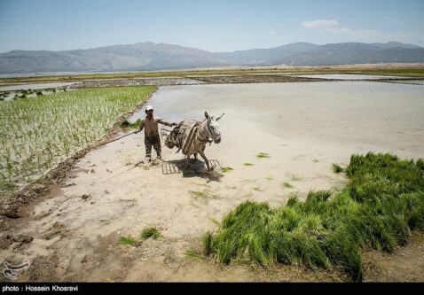 کشت دوم برنج در سایه بحران آب؛ سود مقطعی کشاورزان به قیمت نابودی منابع طبیعی