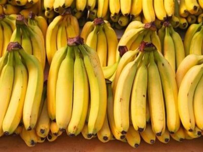 حرکت به سمت خوداتکایی تولید موز