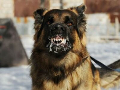 ثبت سالانه 15 هزار مورد گازگرفتگی سگ و مرگ 18 نفر در کشور