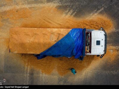 آغاز ثبت سفارش دوباره واردات ذرت دامی از فردا