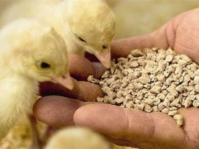 خوراک دام و طیور وارداتی بی کیفیت است