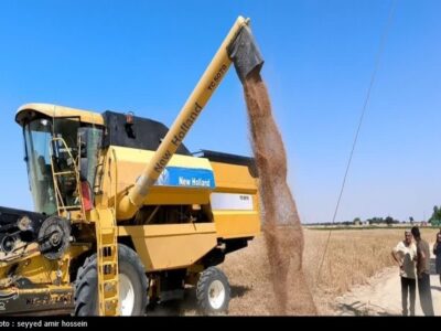 30درصد گندم کشور از برداشت تا مصرف هدر می‌رود