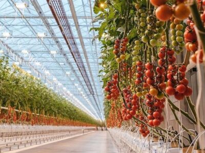 خسارت 10 هزار میلیارد تومانی قطعی برق به گلخانه‌های کشور