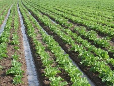 مساحت ارضی کشاورزی 5 درصد رشد کرد