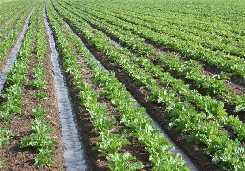 مساحت ارضی کشاورزی 5 درصد رشد کرد