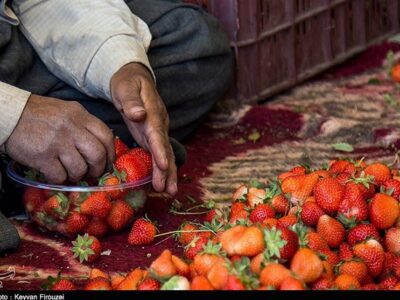 هسته‌ای در کشاورزی ــ 43