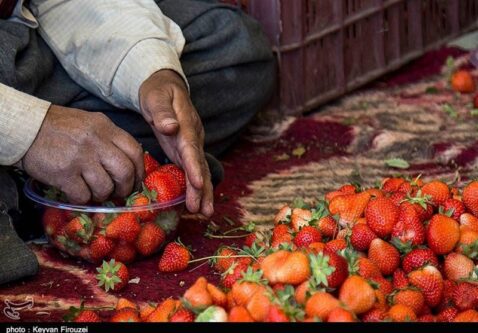 هستهای در کشاورزی ــ 43