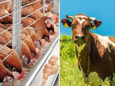 300 میلیون یورو برای واردات نهاده های دامی تزریق شد