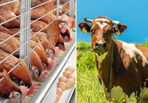 300 میلیون یورو برای واردات نهاده های دامی تزریق شد