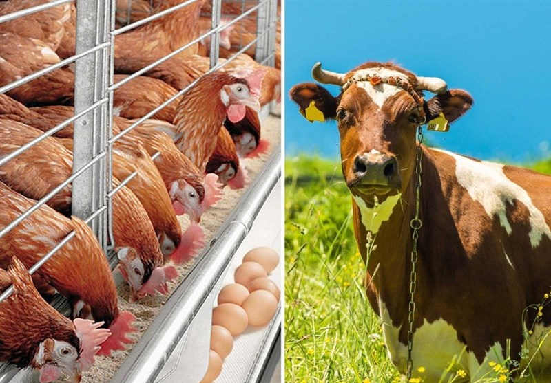 300 میلیون یورو برای واردات نهاده های دامی تزریق شد