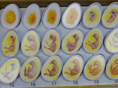 واردات تخم‌مرغ نطفه‌دار گوشتی آزاد شد