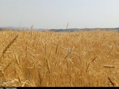 پرداخت 4 هزار 969 میلیارد تومان دیگر از مطالبات گندمکاران/ تسویه کامل تا 22 مهر