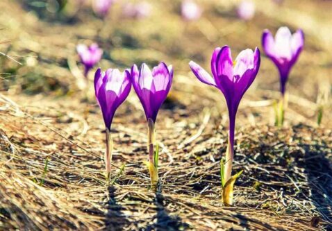 «نجات آب» ــ 34