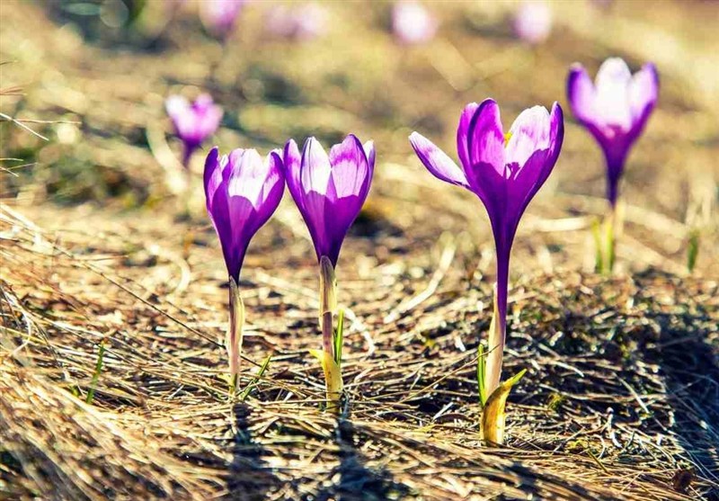 «نجات آب» ــ 34