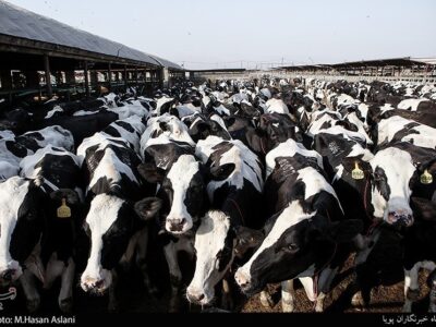 شیوع جدی تب‌برفکی در برخی دامداری‌ها و خطر احتمالی کمبود لبنیات و گوشت